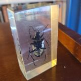 Insects under vintage resin