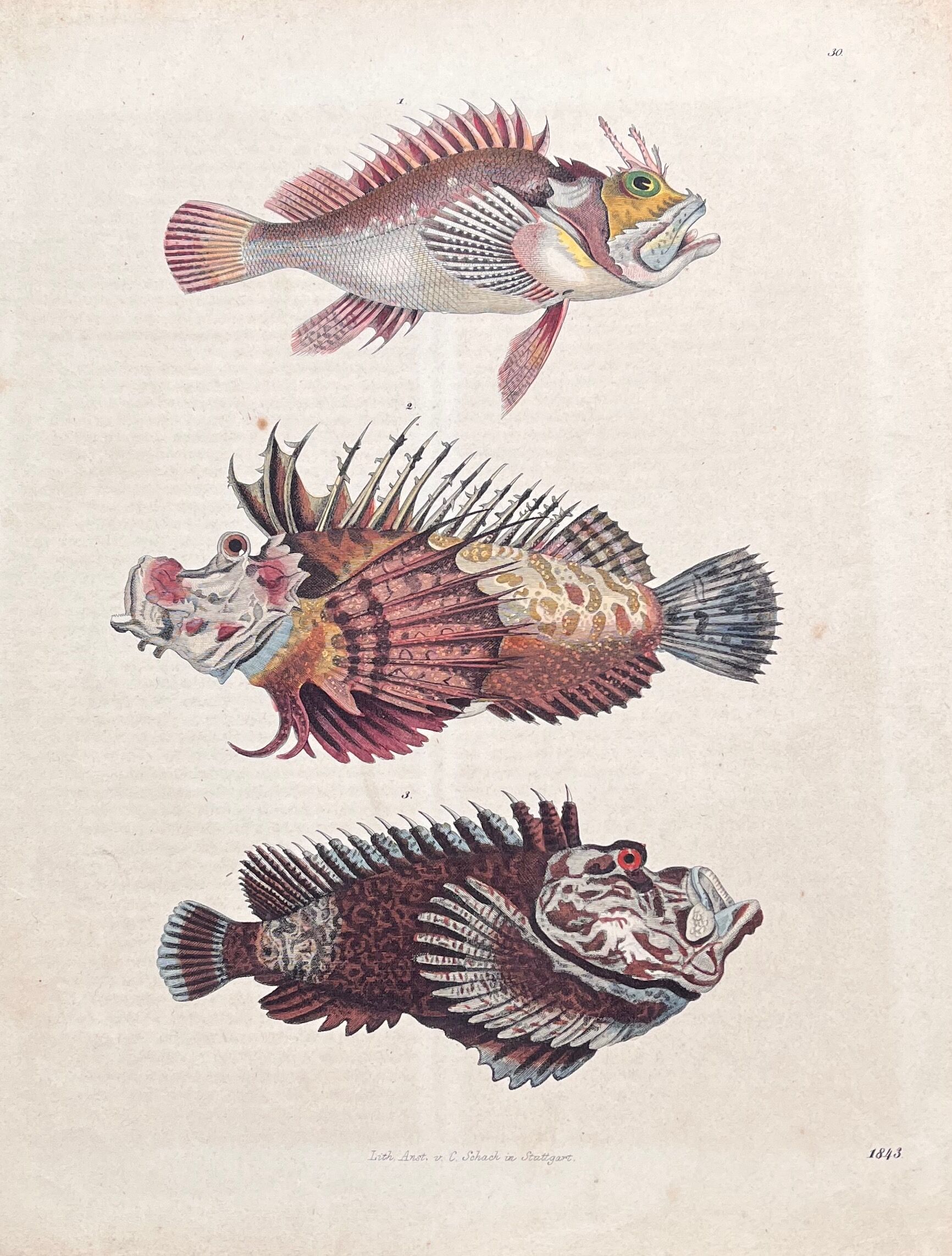 Poster (lithograph) fish