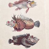 Poster (lithograph) fish