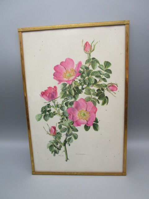 Antique botanical engraving