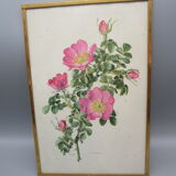 Antique botanical engraving