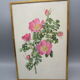 Gravure botanique ancienne