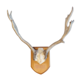 Suede hunting trophy