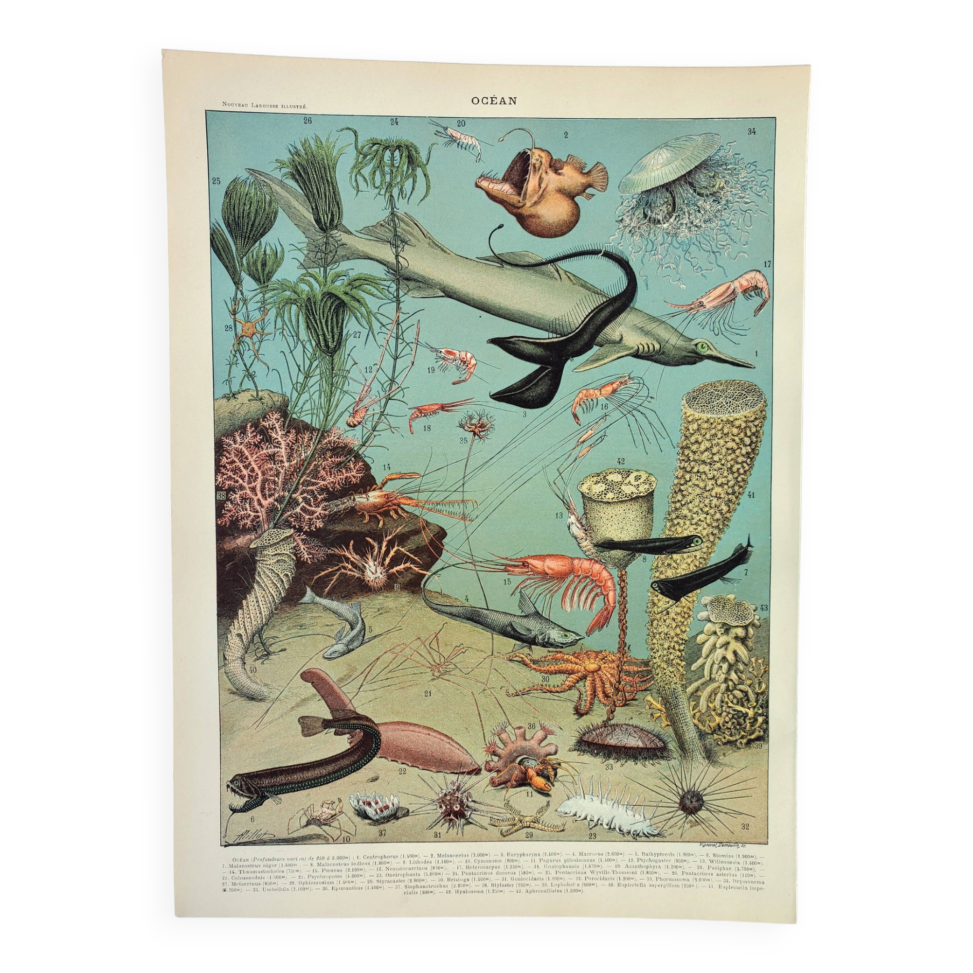 Old engraving 1898, Ocean (deep and abyss), fauna • Lithograph, Original plate