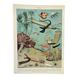 Old engraving 1898, Ocean (deep and abyss), fauna • Lithograph, Original plate