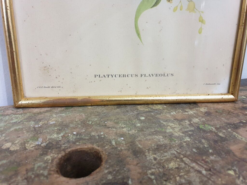 Table Bird illustration - Parakeet Flaveolus