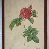 Set of 2 framed lithographs signed pierre joseph redoute