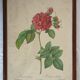 Lot de 2 lithographies encadrées signées pierre joseph redoute