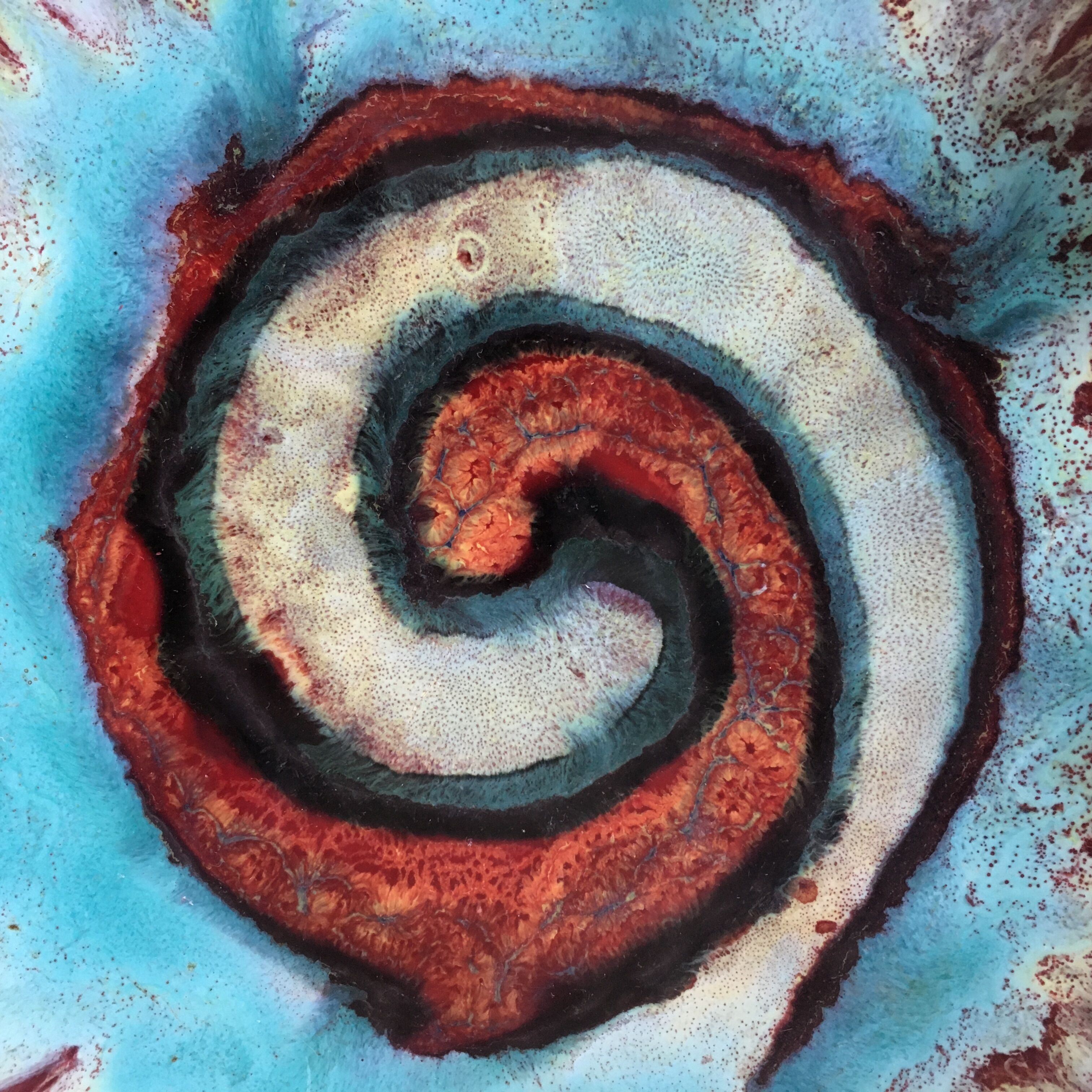 Shallow corolla dish signed