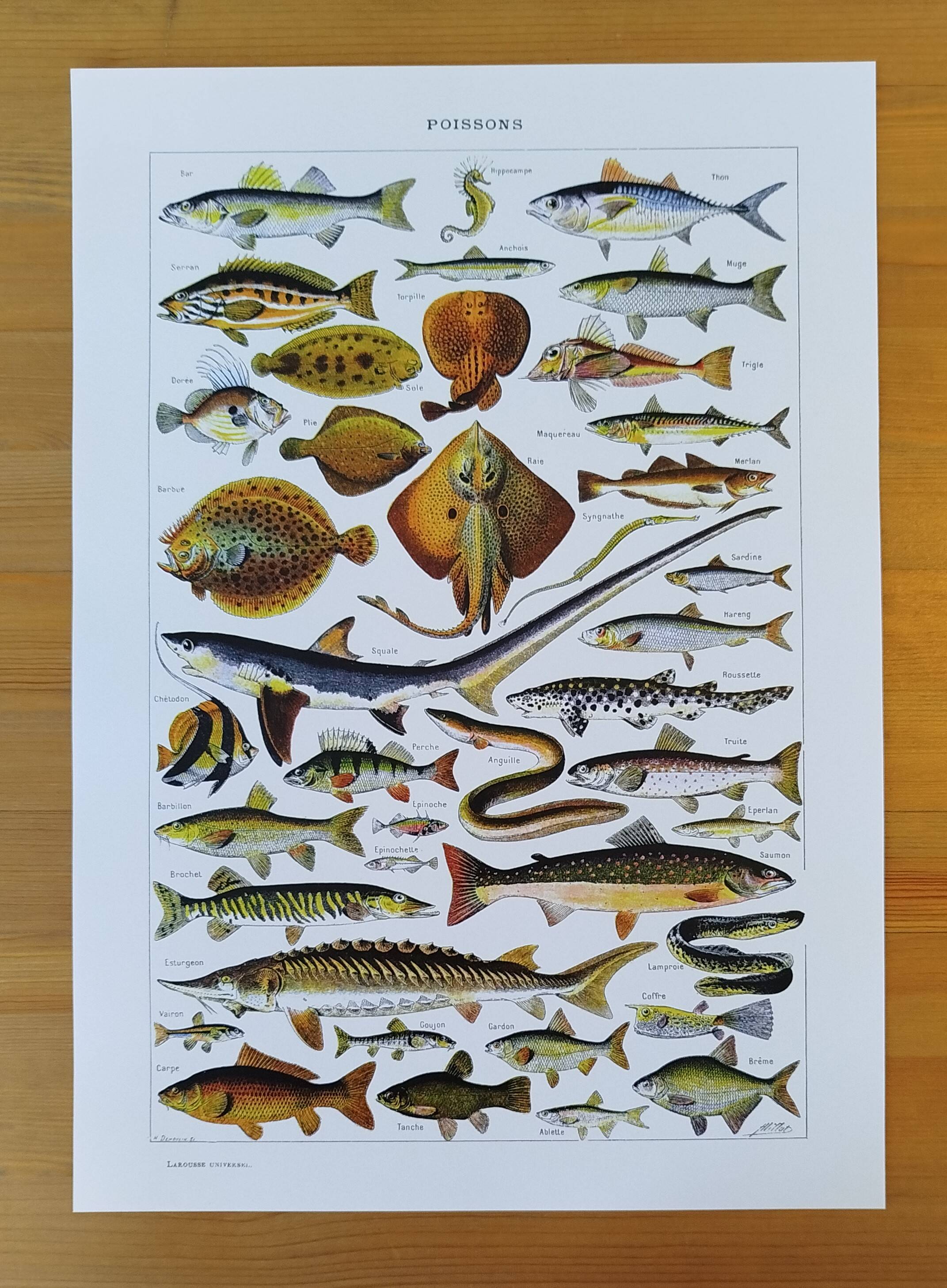 Set of two posters on crustaceans and fish