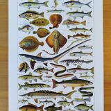 Lot de deux affiches sur les crustacés et les poissons