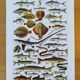 Set of two posters on crustaceans and fish