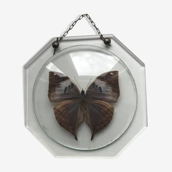 Papillon naturalisé sous globe de verre
