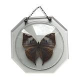 Naturalized butterfly under glass globe