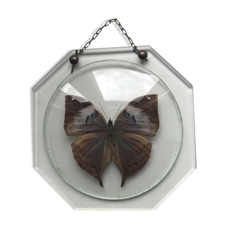Naturalized butterfly under glass globe