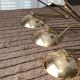 3 lampes de bureau vintage Zonca Voghera