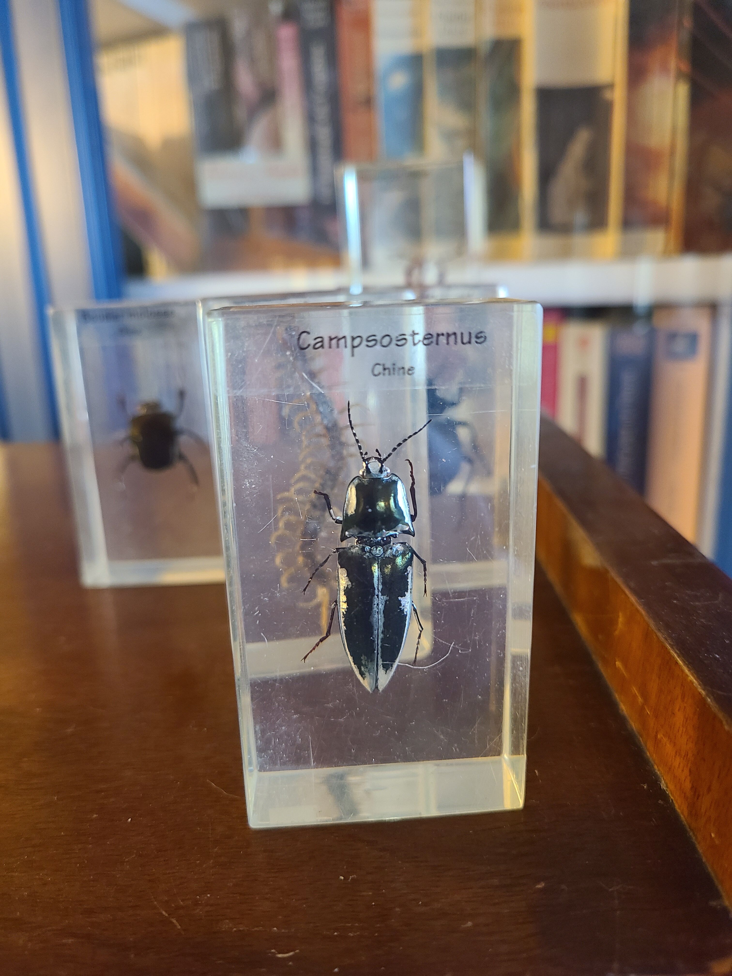 Insects under vintage resin