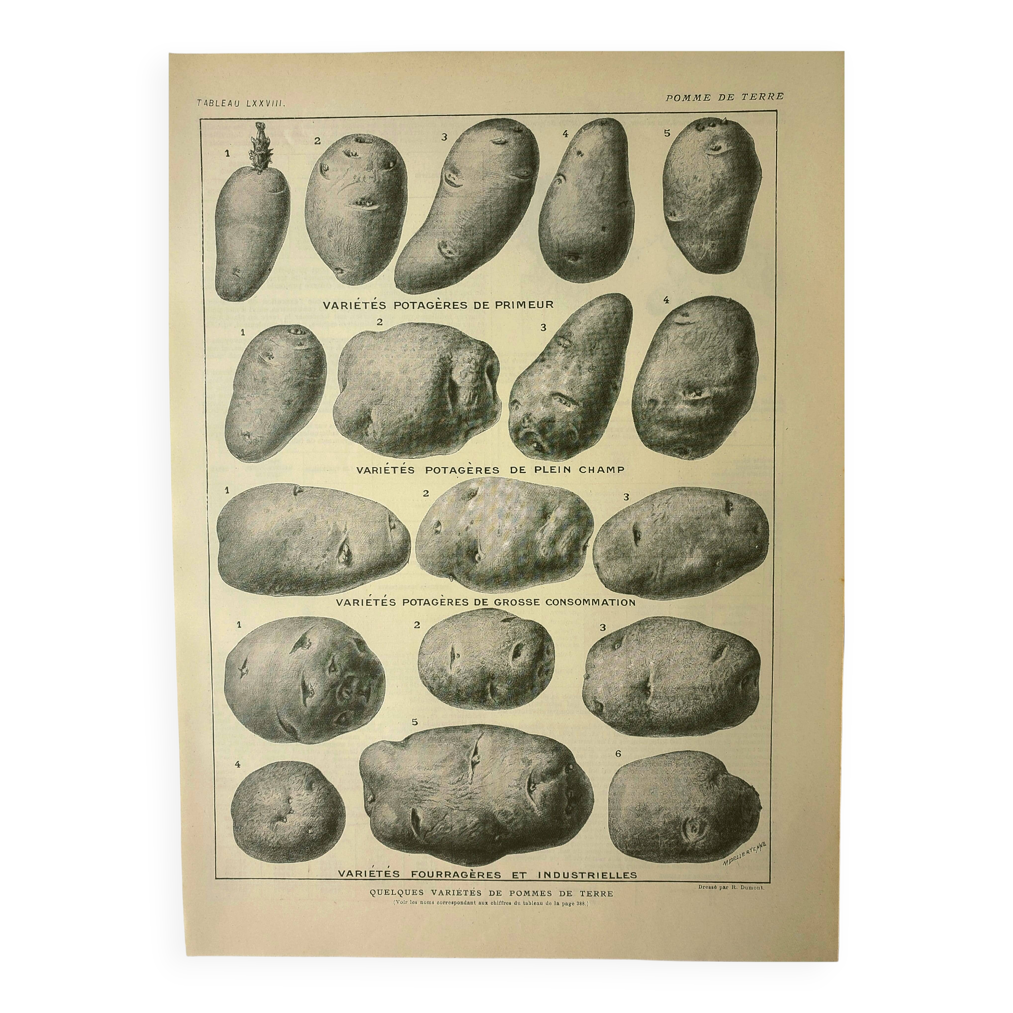 Old engraving 1921 - Potato 1 by Dessertenne - vegetable plate.