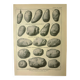 Old engraving 1921 - Potato 1 by Dessertenne - vegetable plate.