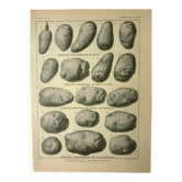 Gravure ancienne 1921 - Pomme de terre 1 par Dessertenne.- planche légumes