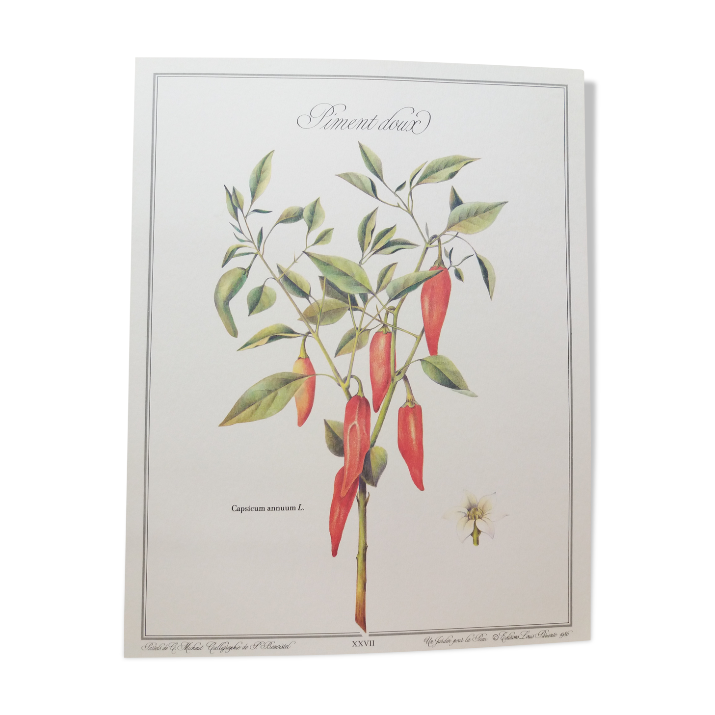 Sweet Pepper Botanical Plank