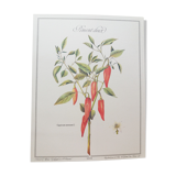 Sweet Pepper Botanical Plank