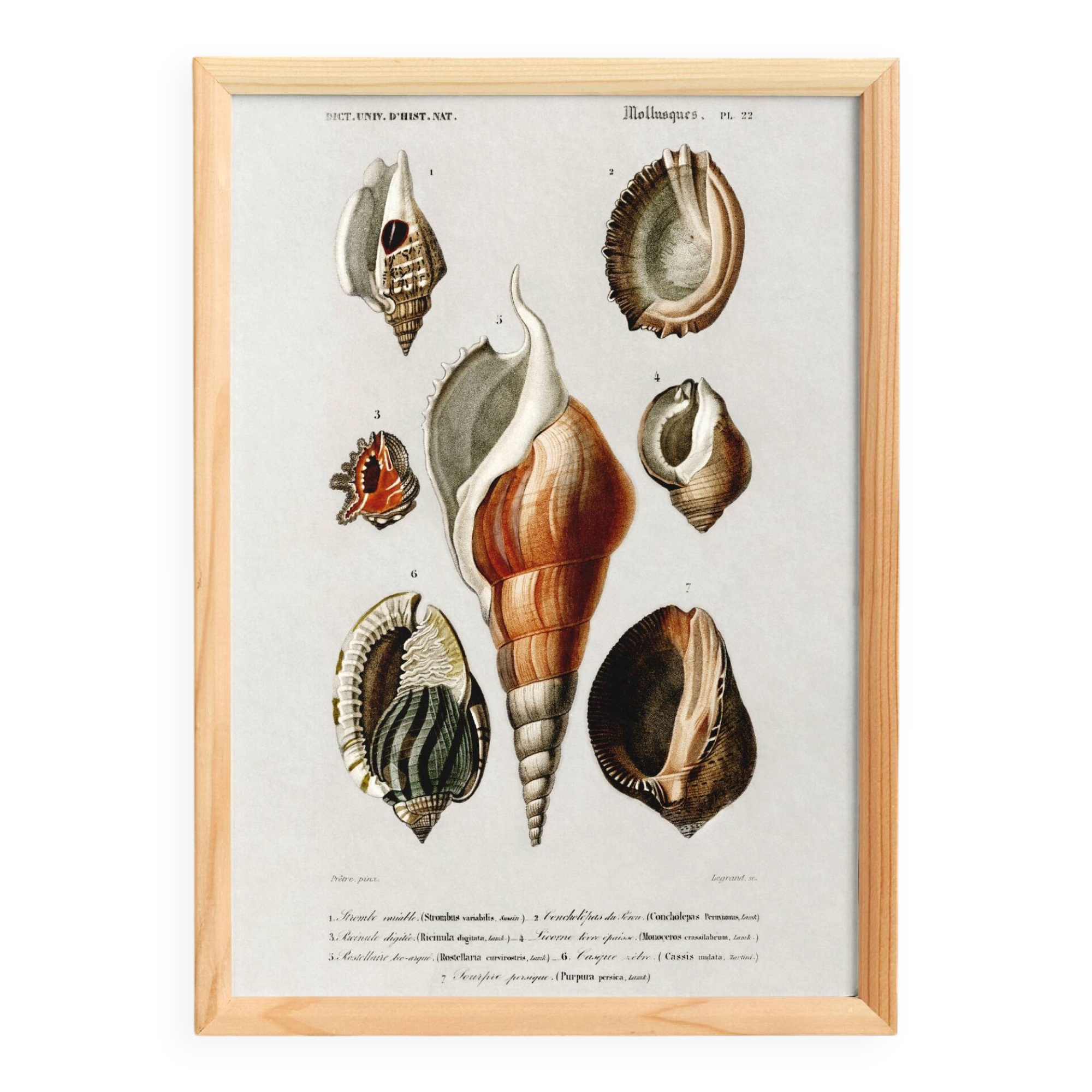 Poster on sea shells, based on an old engraving from 1849.