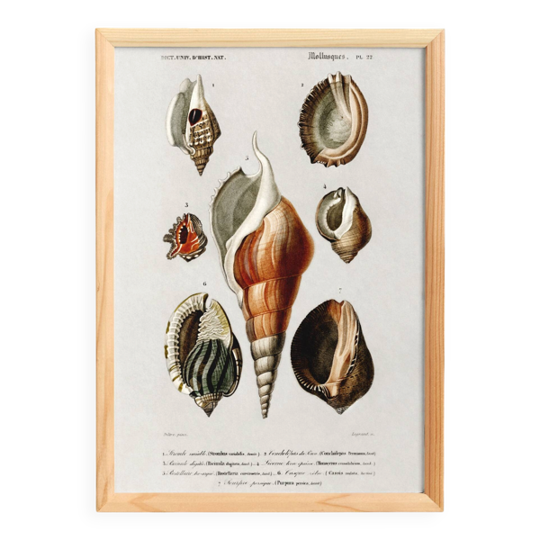 Affiche sur les coquillages de mer, d’après une gravure ancienne de 1849