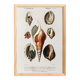 Poster on sea shells, based on an old engraving from 1849.