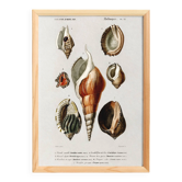 Poster on sea shells, based on an old engraving from 1849.