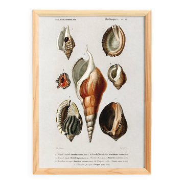 Poster on sea shells, based on an old engraving from 1849.