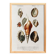 Poster on sea shells, based on an old engraving from 1849.