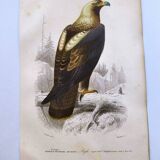 Antique print from 1849. Imperial Eagle by E. Travies. Engraving by Orbigny.