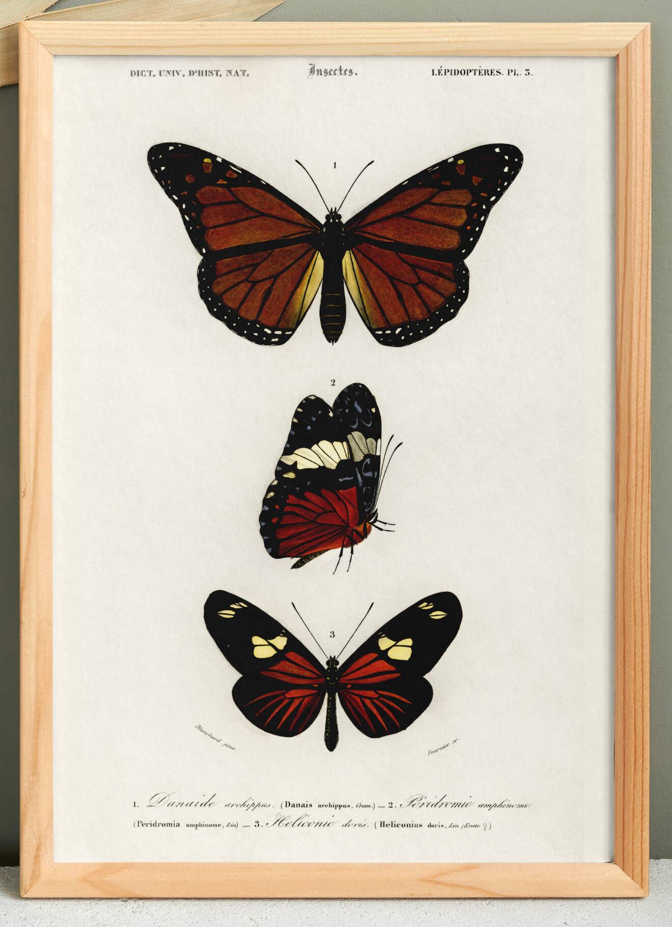 Poster of exotic butterflies, based on an old engraving from 1849.