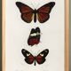 Poster of exotic butterflies, based on an old engraving from 1849.