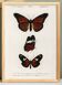 Poster of exotic butterflies, based on an old engraving from 1849.