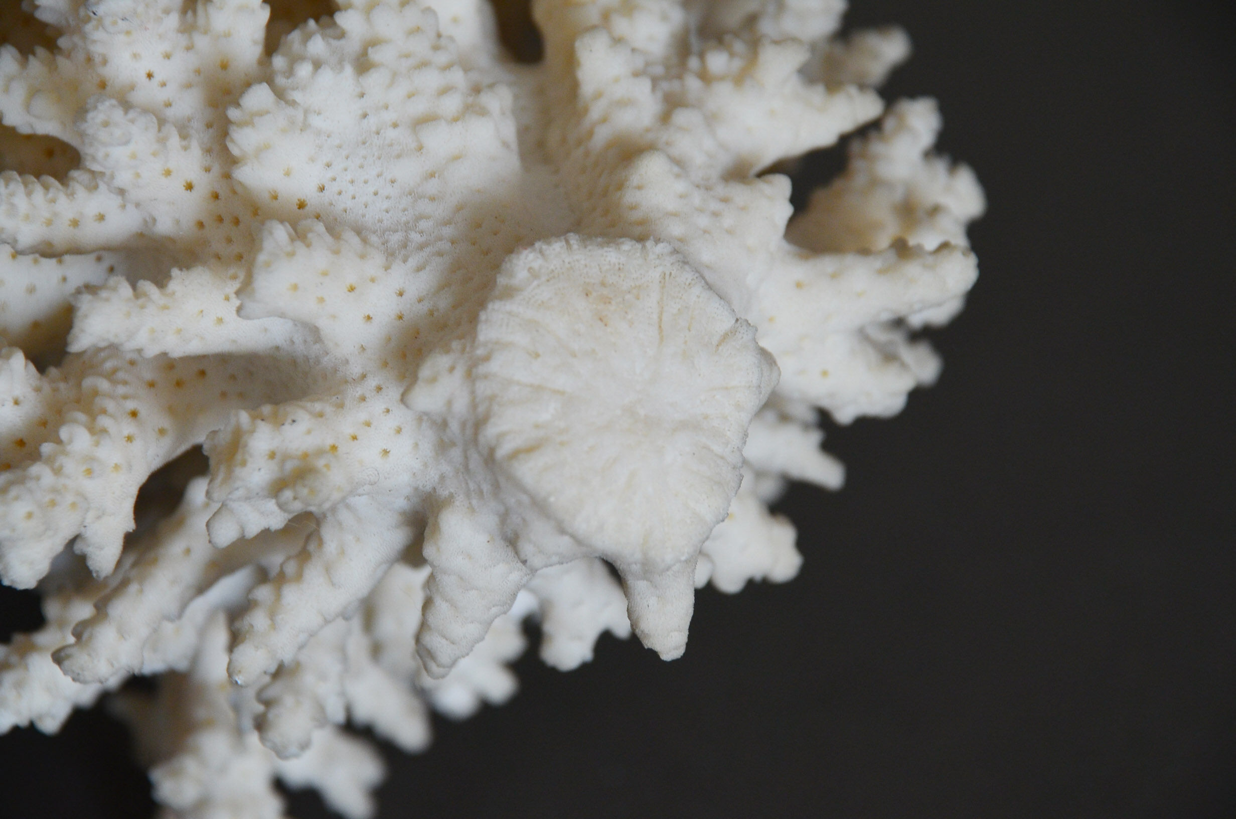 Coral vintage 70s branch