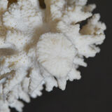 Coral vintage 70s branch