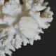 Coral vintage 70s branch