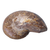 Fossil ammonite shell