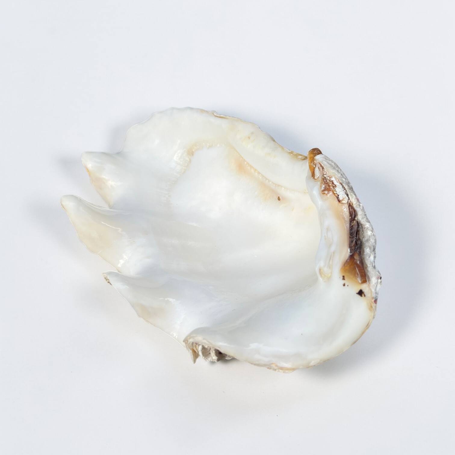 Vide-poche coquillage bénitier, années 70
