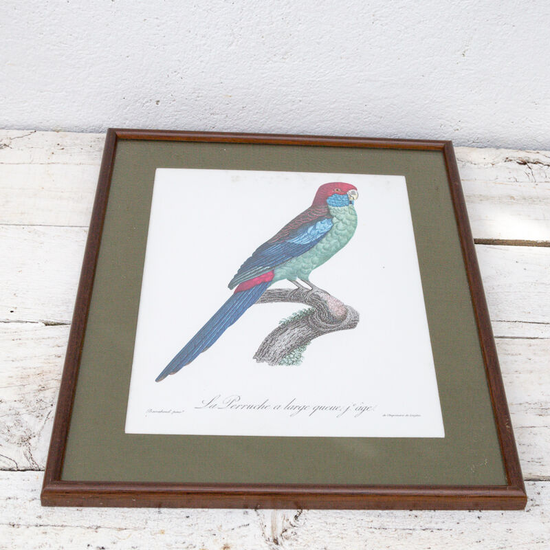 Engraving bird parrot, the parakeet with wide tail jacques barraband