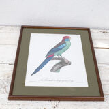 Engraving bird parrot, the parakeet with wide tail jacques barraband