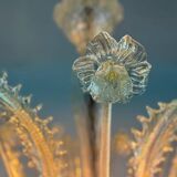 Venetian chandelier in gilded Murano glass, 6 light arms circa 1940