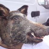 Hunting boar's head trophy