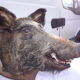 Hunting boar's head trophy