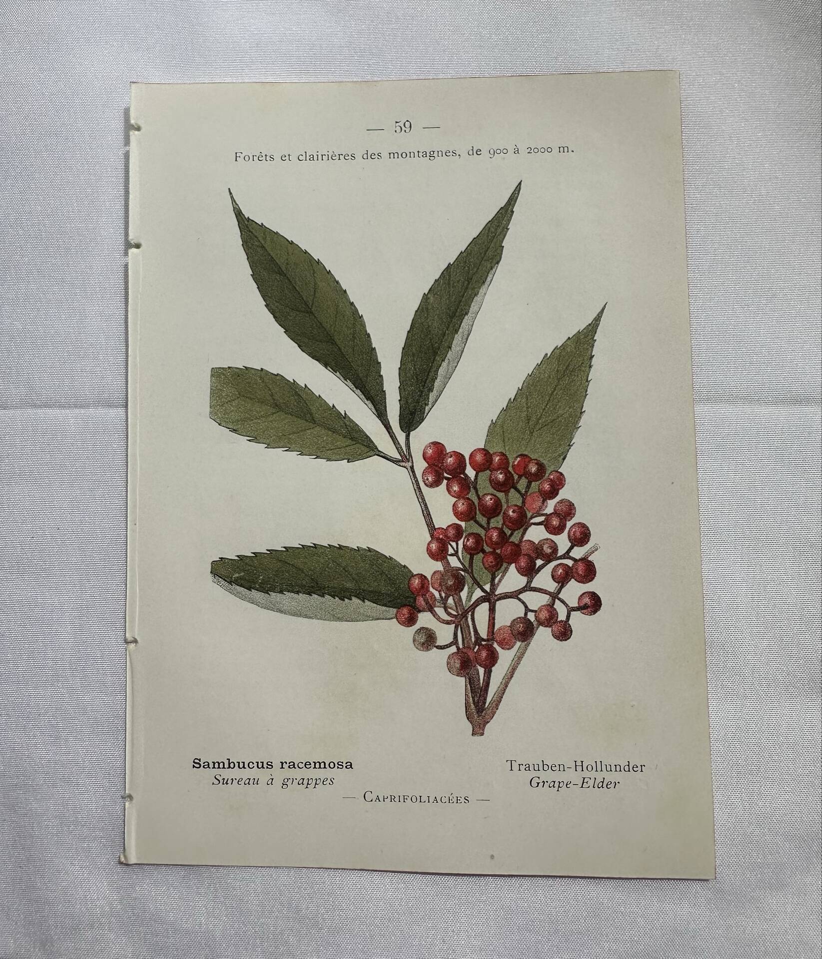 Vintage botanical plate double-sided French flower plant