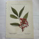 Vintage botanical plate double-sided French flower plant
