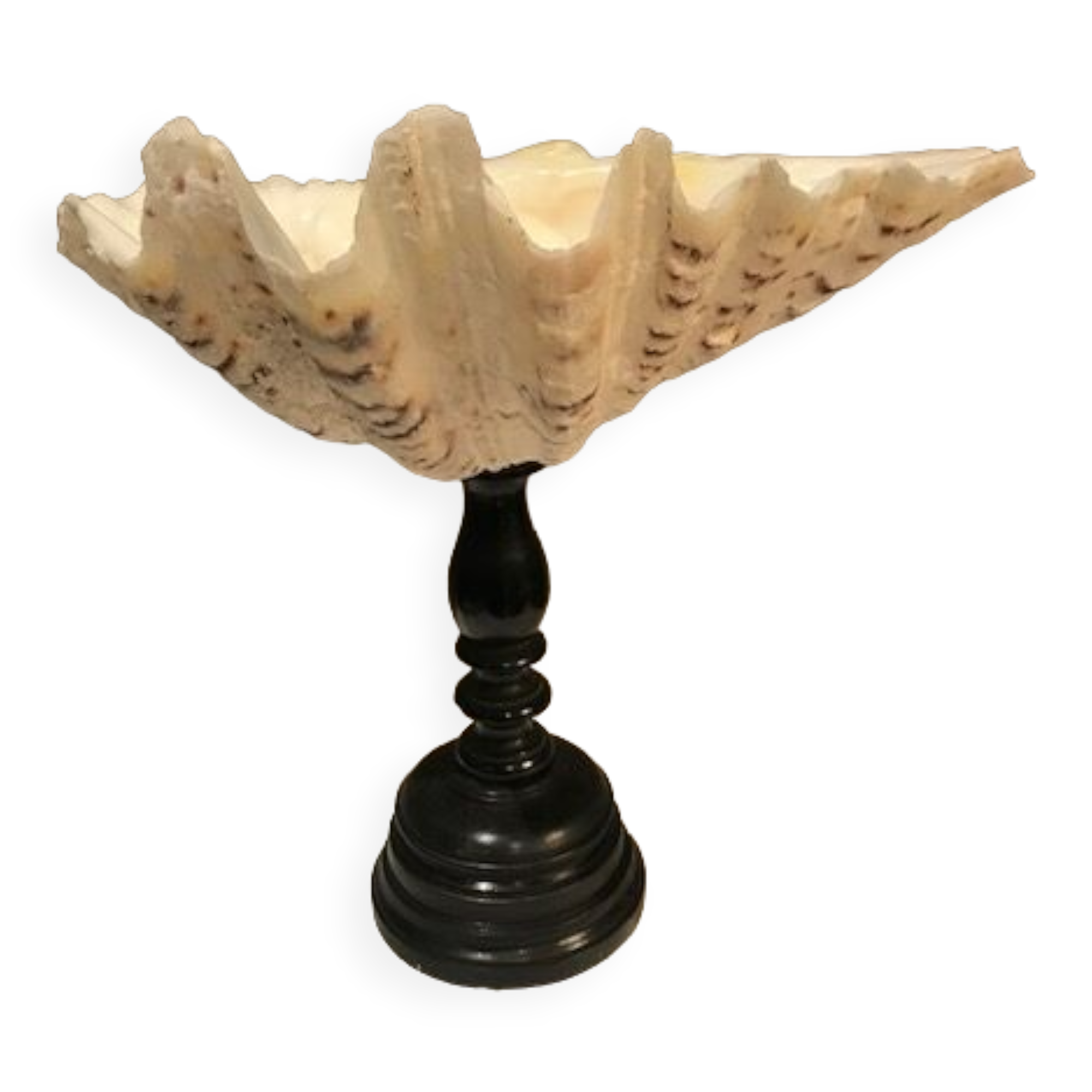 Clam mounted in vacuum pocket