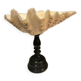 Clam mounted in vacuum pocket